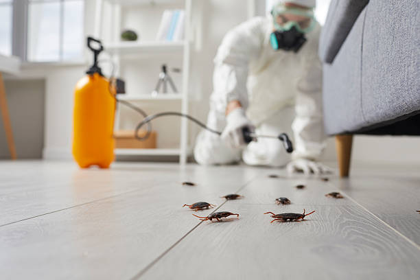 Post-Treatment Bed Bug Interceptor Monitoring in Sands Point